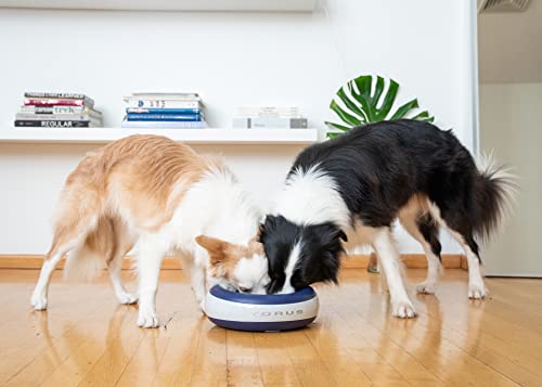 Maxi Filtered Dog Water Bowl