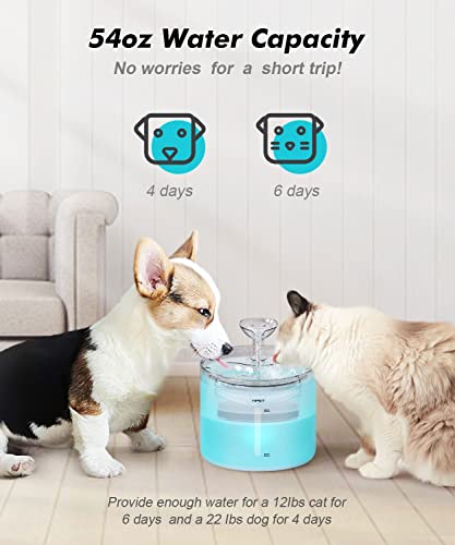 WF100 Cat Foutain