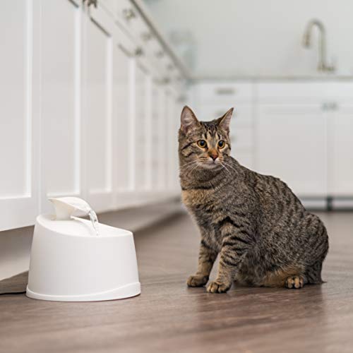 Cat Water Fountain
