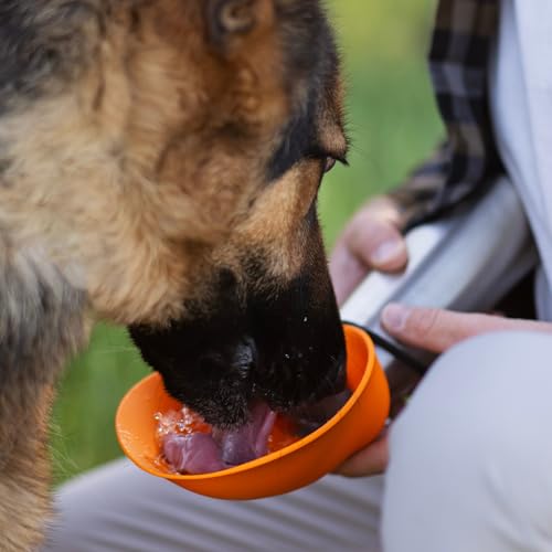 Insulated Dog Travel Water Bottle