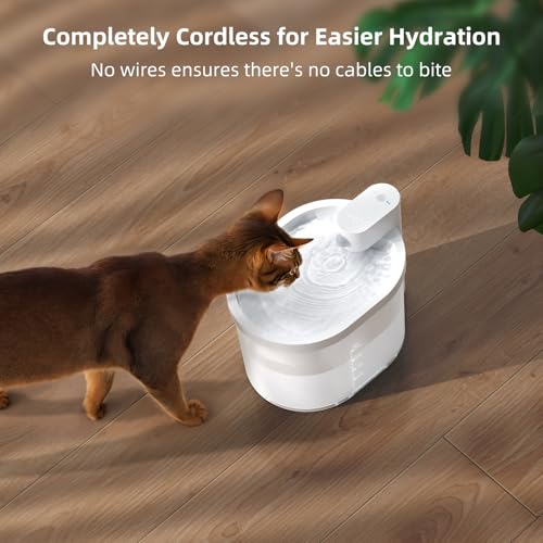 Cat Water Fountain