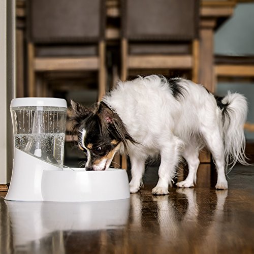 Fresh Flow Rain Battery Fountain for Cats and Dogs