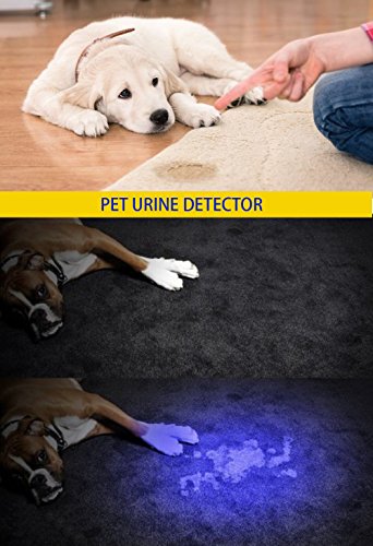 UV 365nm Light Wood's Lamp Blacklight Ultraviolet Flashlight Mini
