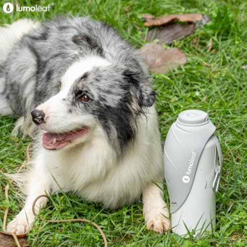Insulated Dog Water Bottle 27 oz Stainless Steel