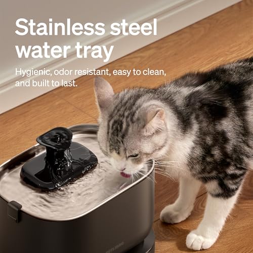 Cat Water Fountain