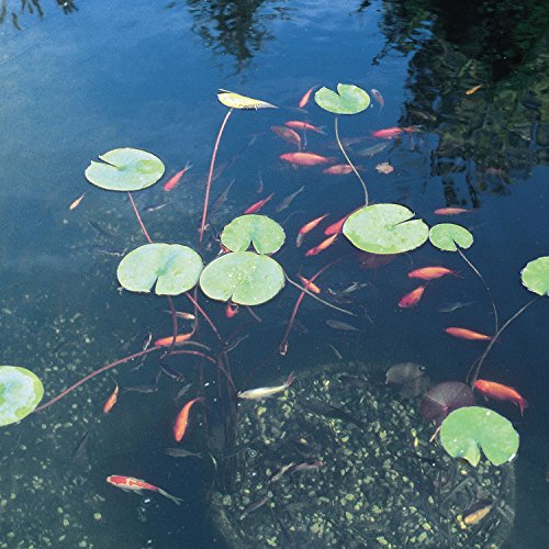 Vitronic 36 UV Clarifier for Pond (96 Ounce)