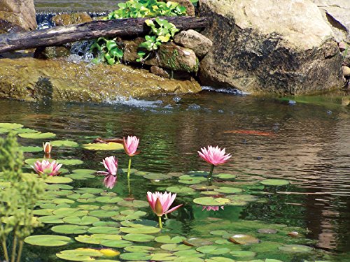 UltraKlear 1000 UV Clarifier Sterilizer for Pond Water Feature (4 Count)