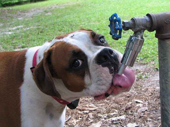 Lixit® L100 Water Faucet Automatic Fountain for Dogs and Other Pets - Made in USA (4 Pack)