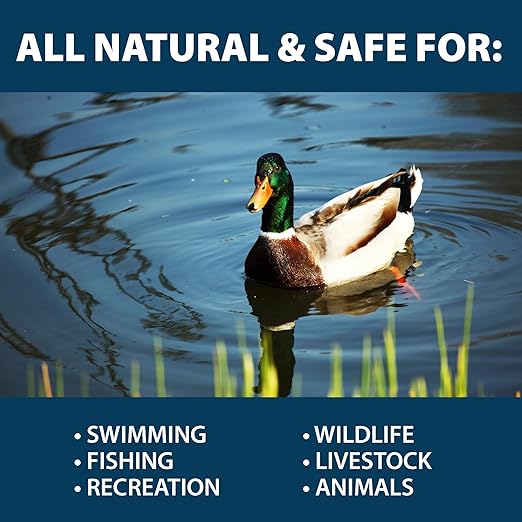 Airmax MuckAway, Natural Pond Muck Remover, Cleans & Clears Away Muck & Sludge, Easy to Use Bacteria & Enzyme Tablets, Safe for The Environment, Treats 1,500 Sq Ft, 6 Month Supply, 16 Scoops, 8 lbs