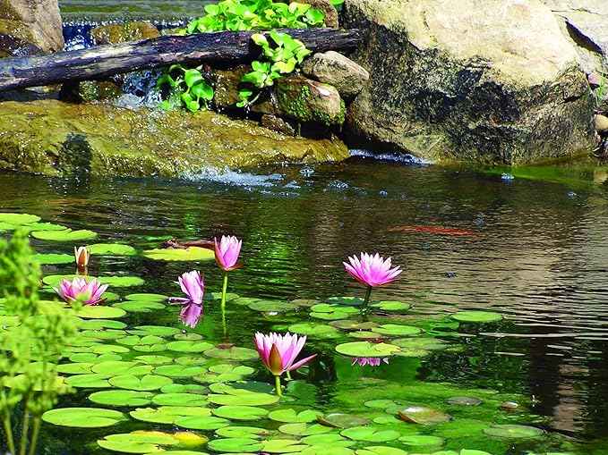 Aquascape UltraKlear 2500 UV Pond Clarifier – 28W UV Light for Clear Water & Algae Control, Ideal for Large Ponds & Water Features, 95037