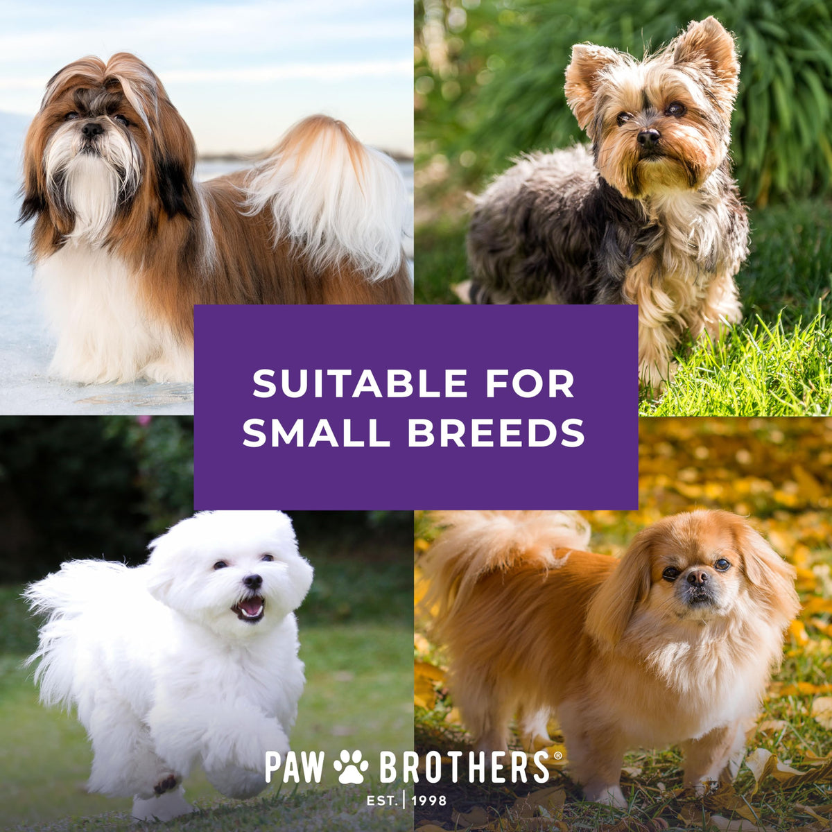 Paw Brothers Soft Flat Slicker Brush with Coated Pin Tips (Mini/Small)