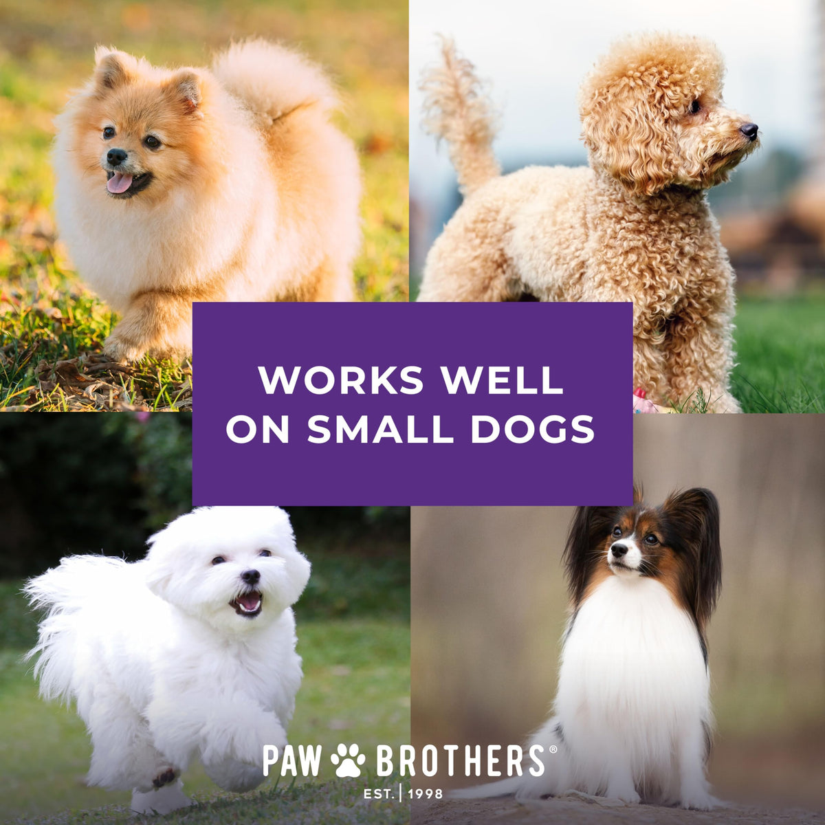 Paw Brothers Mini Pin Tiny Flat Slicker Brush for Dogs (Mini Soft Pin Slicker Brush)