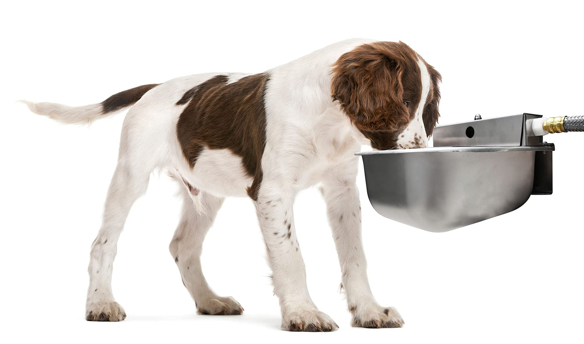 Nelson Rust Proof Stainless Steel Outdoor Automatic Dog Waterer Bowl
